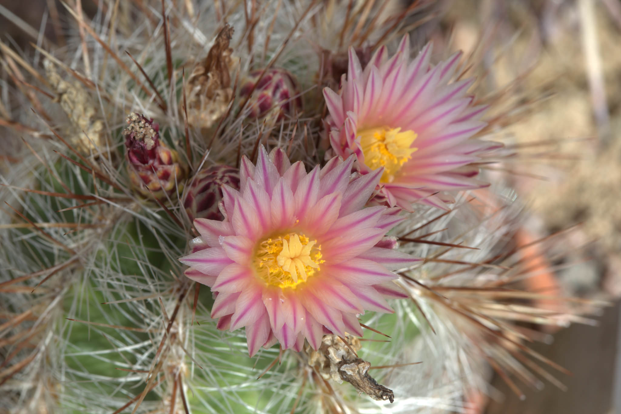Thelocactus lausseri